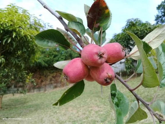 Imagem Chácara à Venda, em Consultar - Ibiúna Imagem Chácara à Venda, em Consultar - Ibiúna