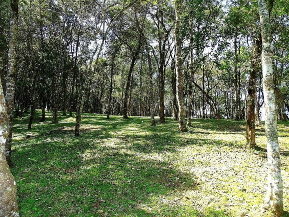 Imagem Imóvel à Venda, 20.000 m² em Botiatuva - Campo Largo Imagem Imóvel à Venda, 20.000 m² em Botiatuva - Campo Largo