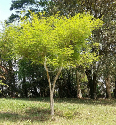 Imagem Chácara com 3 Quartos à Venda, 43.000 m² em Artur Nogueira