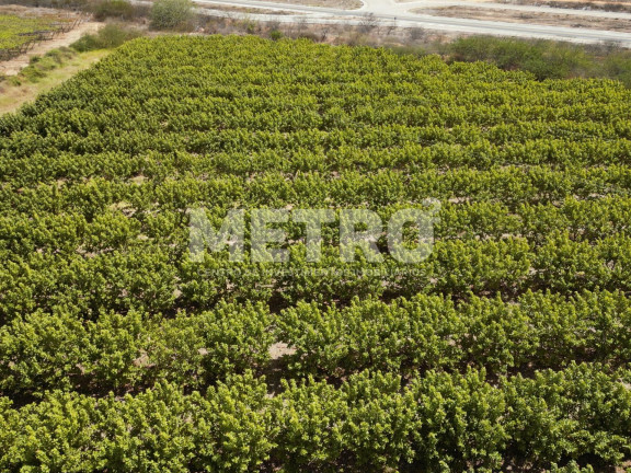 Imagem Fazenda à Venda, em área Rual - Petrolina Imagem Fazenda à Venda, em área Rual - Petrolina