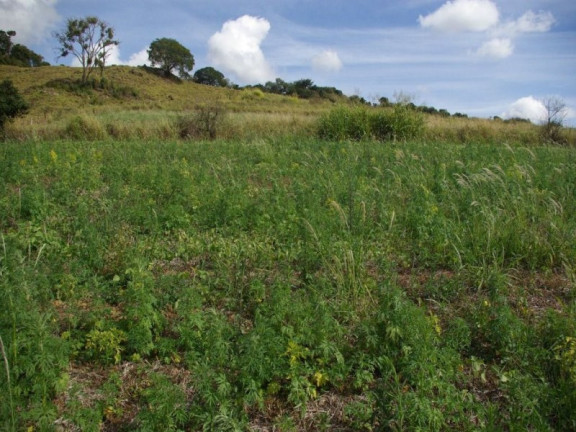 Imagem Imóvel à Venda, 435.600 m² em Zona Rural - Jacui Imagem Imóvel à Venda, 435.600 m² em Zona Rural - Jacui