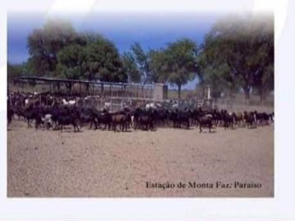Imagem Fazenda à Venda, 200 m² em Zona Rural - Pilão Arcado Imagem Fazenda à Venda, 200 m² em Zona Rural - Pilão Arcado
