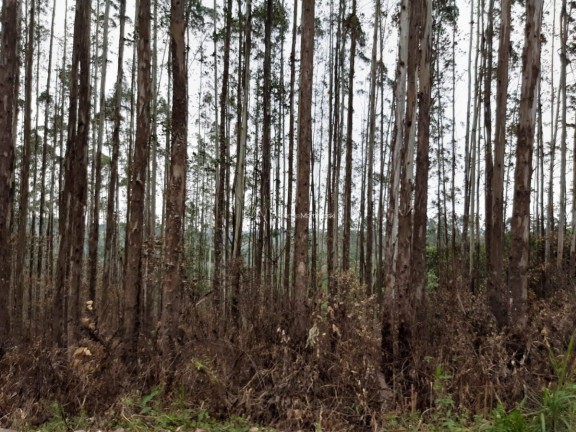 Fazenda à Venda, 127.997 m² em Pacotuba - Almirante Tamandaré