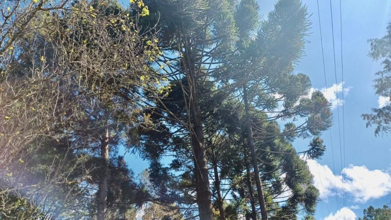 Imagem Fazenda à Venda, em Zona Rural (bugre) - Balsa Nova Imagem Fazenda à Venda, em Zona Rural (bugre) - Balsa Nova