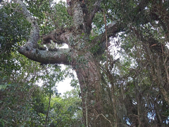 Imagem Chácara à Venda, 20.000 m² em águas Claras - Viamão Imagem Chácara à Venda, 20.000 m² em águas Claras - Viamão