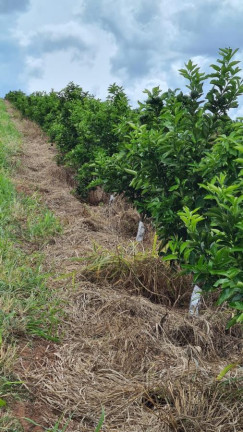 Imagem Fazenda à Venda, 181 m² em Rural - Araraquara Imagem Fazenda à Venda, 181 m² em Rural - Araraquara