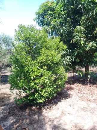 Imagem Imóvel com 2 Quartos à Venda, 10.000 m² em Cancelinha - Esmeraldas