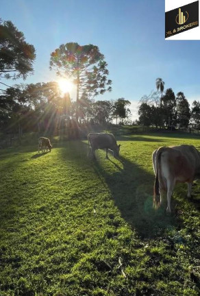Imagem Imóvel com 3 Quartos à Venda, 105.170 m² em área Rural - Rio Negro Imagem Imóvel com 3 Quartos à Venda, 105.170 m² em área Rural - Rio Negro