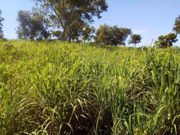Imagem Fazenda à Venda, 200 m² em Centro - Acorizal Imagem Fazenda à Venda, 200 m² em Centro - Acorizal