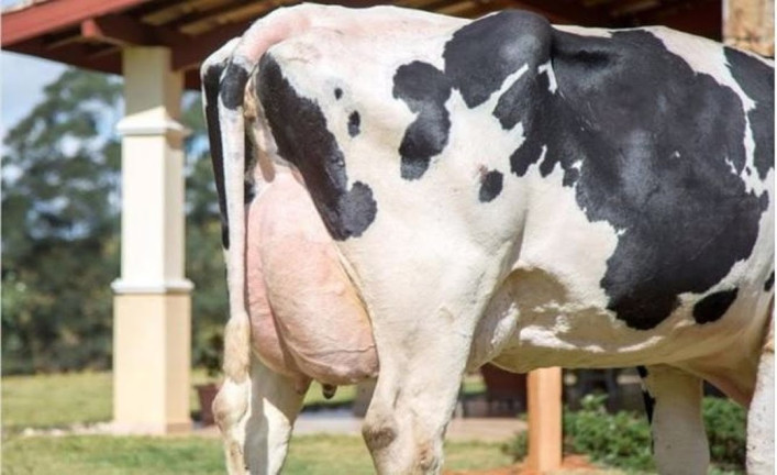 Imagem Fazenda à Venda, 500 m² em Centro - Lagoinha Imagem Fazenda à Venda, 500 m² em Centro - Lagoinha