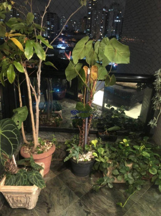 Imagem Apartamento com 3 Quartos à Venda, 105 m² em Vila Regente Feijó - São Paulo