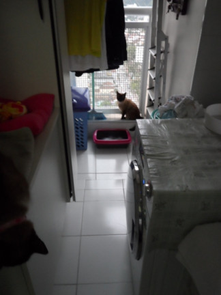 Imagem Apartamento com 3 Quartos à Venda, 96 m² em Vila Belmiro - Santos Imagem Apartamento com 3 Quartos à Venda, 96 m² em Vila Belmiro - Santos