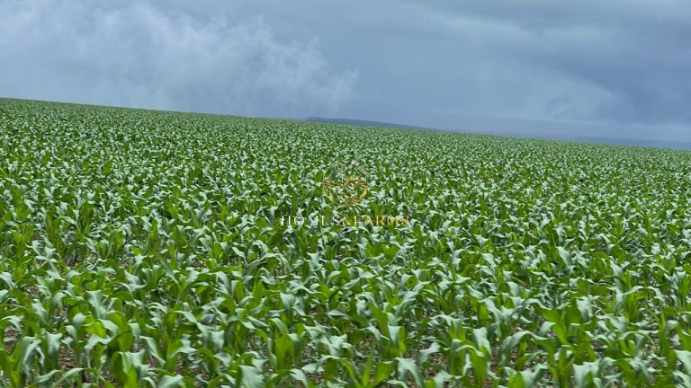 Imagem Imóvel com 3 Quartos à Venda, 7.546 m² em Zona Rural - Nobres Imagem Imóvel com 3 Quartos à Venda, 7.546 m² em Zona Rural - Nobres