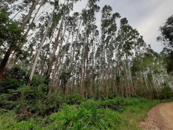 Imagem Fazenda à Venda, 127.997 m² em Pacotuba - Almirante Tamandaré Imagem Fazenda à Venda, 127.997 m² em Pacotuba - Almirante Tamandaré