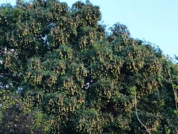 Imagem Chácara com 3 Quartos à Venda, 50.000 m² em Centro - Luziânia