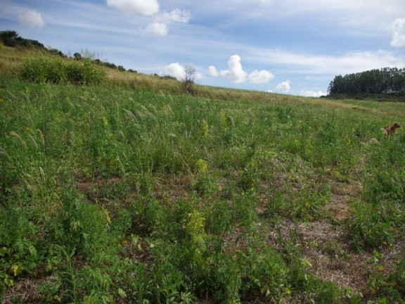 Imagem Imóvel à Venda, 435.600 m² em Zona Rural - Jacui Imagem Imóvel à Venda, 435.600 m² em Zona Rural - Jacui