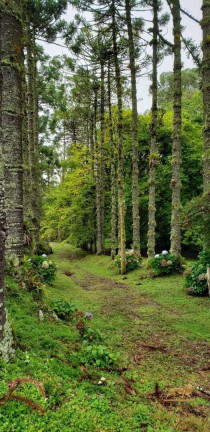 Imagem Terreno à Venda, 1.300 m² em Campos Do Jordão - Campos Do Jordão