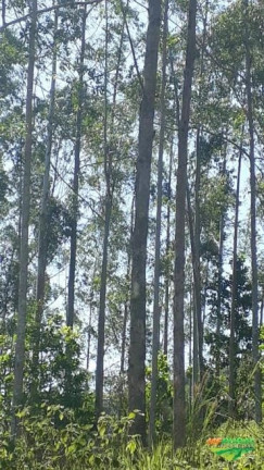 Imagem Imóvel à Venda, 265 m² em área Rural De Sete Barras - Sete Barras Imagem Imóvel à Venda, 265 m² em área Rural De Sete Barras - Sete Barras