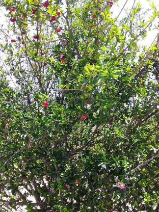 Imagem Chácara com 2 Quartos à Venda, 1 m² em Araçoiaba Da Serra