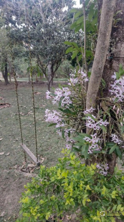 Imagem Chácara com 2 Quartos à Venda, 2.400 m² em Centro (tupi) - Piracicaba