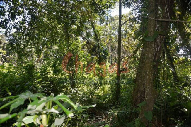 Imagem Terreno à Venda, 3.696 m² em Barranco Alto - Caraguatatuba