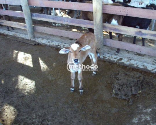 Imagem Fazenda à Venda, 11 m² em Jardim São Benedito - Alpinópolis Imagem Fazenda à Venda, 11 m² em Jardim São Benedito - Alpinópolis