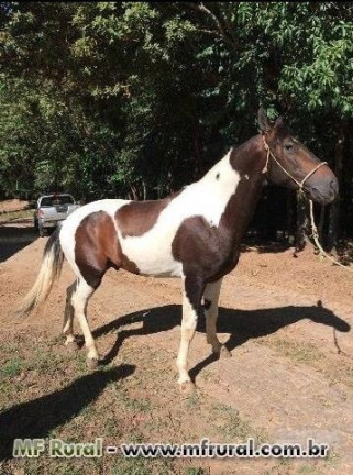 Imagem Fazenda à Venda, 28.000 m² em Joaquim Egídio - Campinas Imagem Fazenda à Venda, 28.000 m² em Joaquim Egídio - Campinas
