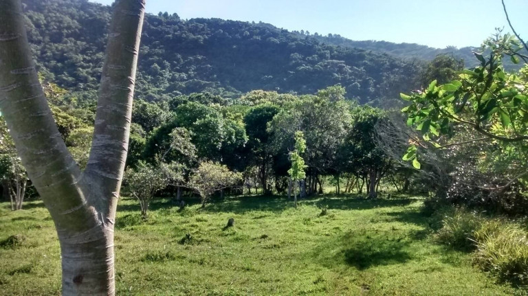 Imagem Chácara à Venda, 4.800 m² em São João Do Rio Vermelho - Florianópolis Imagem Chácara à Venda, 4.800 m² em São João Do Rio Vermelho - Florianópolis