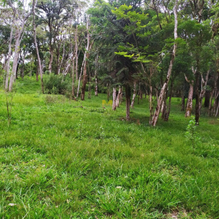 Imagem Chácara à Venda, 7.000 m² em Recreio Da Serra - Piraquara Imagem Chácara à Venda, 7.000 m² em Recreio Da Serra - Piraquara
