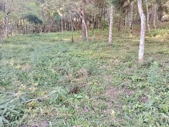 Imagem Fazenda à Venda, em Zona Rural (bugre) - Balsa Nova Imagem Fazenda à Venda, em Zona Rural (bugre) - Balsa Nova