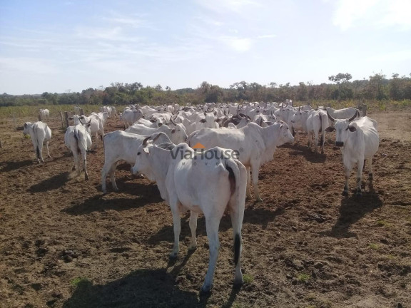 Imagem Fazenda à Venda, 21.119.824 m² em Zn Rural - Bonópolis Imagem Fazenda à Venda, 21.119.824 m² em Zn Rural - Bonópolis
