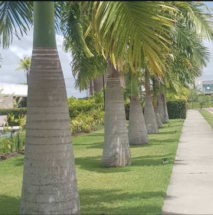 Imagem Terreno em Condomínio à Venda, 642 m² em Aldeia Dos Camarás - Camaragibe Imagem Terreno em Condomínio à Venda, 642 m² em Aldeia Dos Camarás - Camaragibe