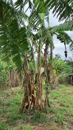 Imagem Imóvel à Venda, 60.500 m² em área Rural De Fernão - Fernão