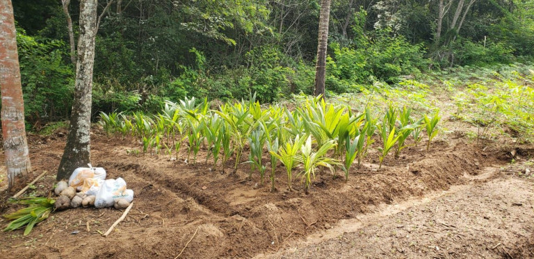 Imagem Imóvel à Venda, 12.000 m² em Zona Rural - Camaçari Imagem Imóvel à Venda, 12.000 m² em Zona Rural - Camaçari