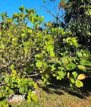 Imagem Chácara com 2 Quartos à Venda, 80 m² em Dos Pessegueiros - Extrema