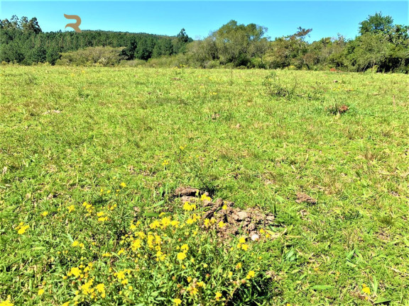 Imagem Chácara à Venda, 5.000 m² em Fiuza - Viamão Imagem Chácara à Venda, 5.000 m² em Fiuza - Viamão