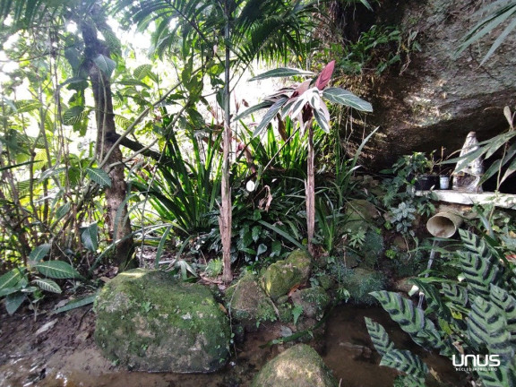 Imagem Fazenda à Venda, 13.000 m² em Pagará - São Pedro De Alcântara Imagem Fazenda à Venda, 13.000 m² em Pagará - São Pedro De Alcântara