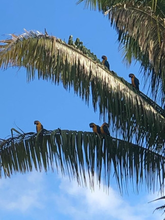 Imagem Fazenda à Venda, 6.050.000 m² em Zona Rural - Cocalzinho De Goiás Imagem Fazenda à Venda, 6.050.000 m² em Zona Rural - Cocalzinho De Goiás