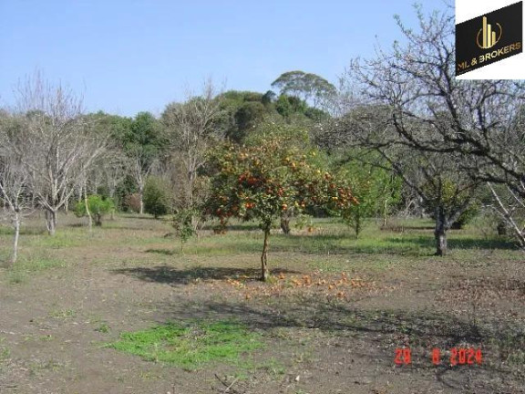 Imagem Imóvel com 4 Quartos à Venda, 84.000 m² em Jardim Itaqui - Campo Largo