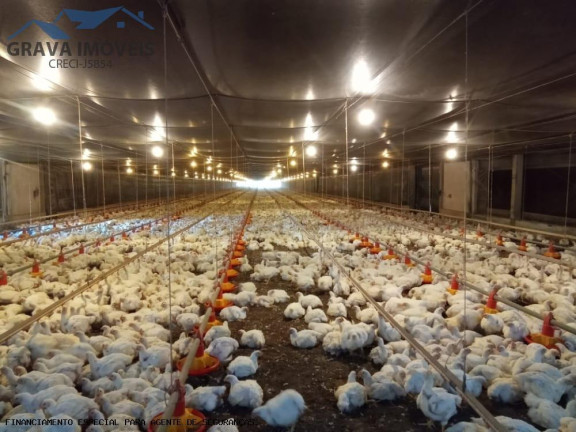 Imagem Chácara com 4 Quartos à Venda, 80 m² em Florida - Flórida