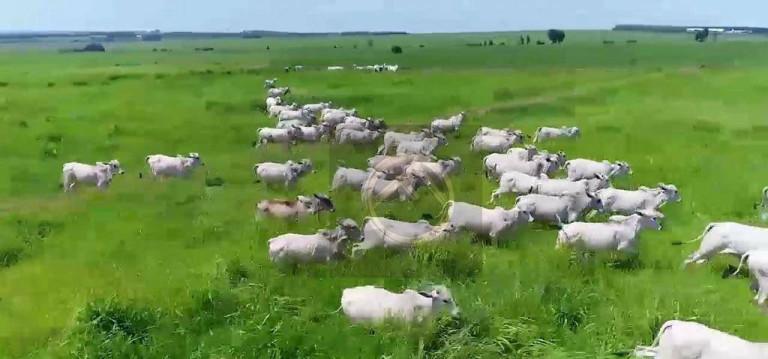 Imagem Fazenda à Venda, 8.736.200 m² em Zona Vii - Umuarama Imagem Fazenda à Venda, 8.736.200 m² em Zona Vii - Umuarama