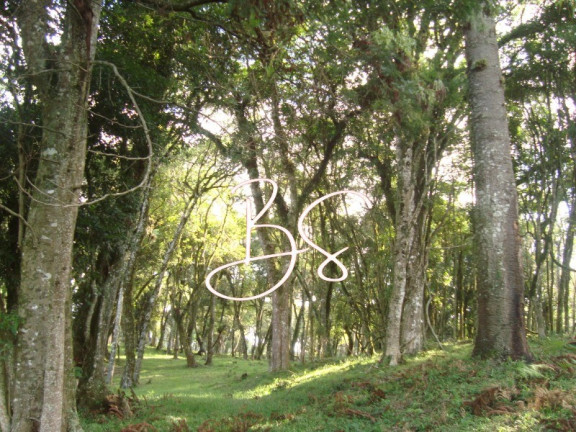 Imagem Terreno à Venda, 50.000 m² em Linha Bonita - Gramado Imagem Terreno à Venda, 50.000 m² em Linha Bonita - Gramado