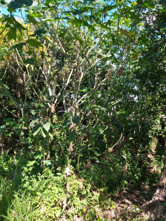 Imagem Terreno à Venda, 240 m² em Taboão - São Bernardo Do Campo Imagem Terreno à Venda, 240 m² em Taboão - São Bernardo Do Campo