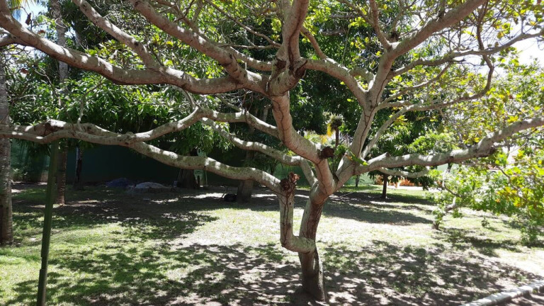 Imagem Casa de Condomínio com 4 Quartos à Venda, 1.600 m² em Barra De Jacuipe - Camaçari Imagem Casa de Condomínio com 4 Quartos à Venda, 1.600 m² em Barra De Jacuipe - Camaçari