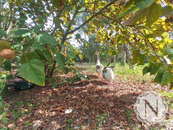 Imagem Chácara com 2 Quartos à Venda, 180 m² em Gaivota - Itanhaém Imagem Chácara com 2 Quartos à Venda, 180 m² em Gaivota - Itanhaém