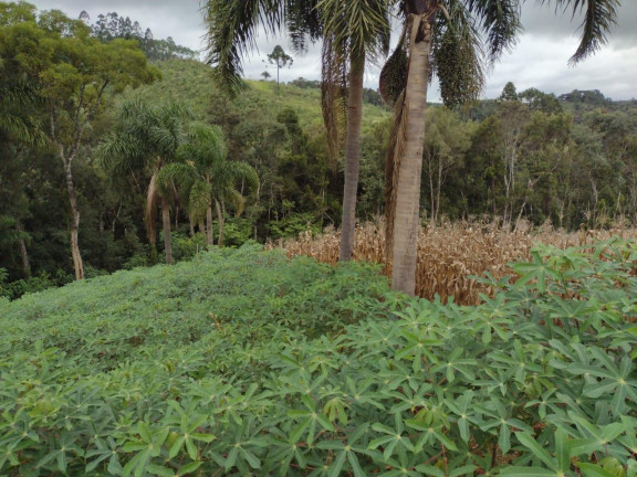 Imagem Imóvel à Venda, 33.000 m² em Itaqui De Cima - Campo Largo Imagem Imóvel à Venda, 33.000 m² em Itaqui De Cima - Campo Largo