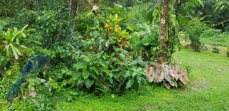 Imagem Fazenda à Venda, 300 m² em Horto Florestal - Ubatuba Imagem Fazenda à Venda, 300 m² em Horto Florestal - Ubatuba
