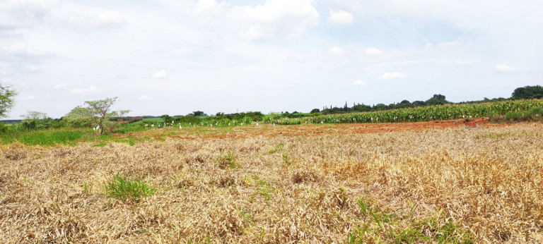 Imagem Terreno à Venda, 20.000 m² em área Rural De Iracemápolis - Iracemápolis Imagem Terreno à Venda, 20.000 m² em área Rural De Iracemápolis - Iracemápolis