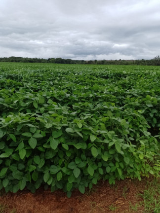 Imagem Imóvel à Venda, 182 m² em área Rural De Três Lagoas - Três Lagoas Imagem Imóvel à Venda, 182 m² em área Rural De Três Lagoas - Três Lagoas