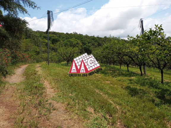 Imagem Imóvel com 3 Quartos à Venda, 310.000 m² em Vila Elvio - Piedade